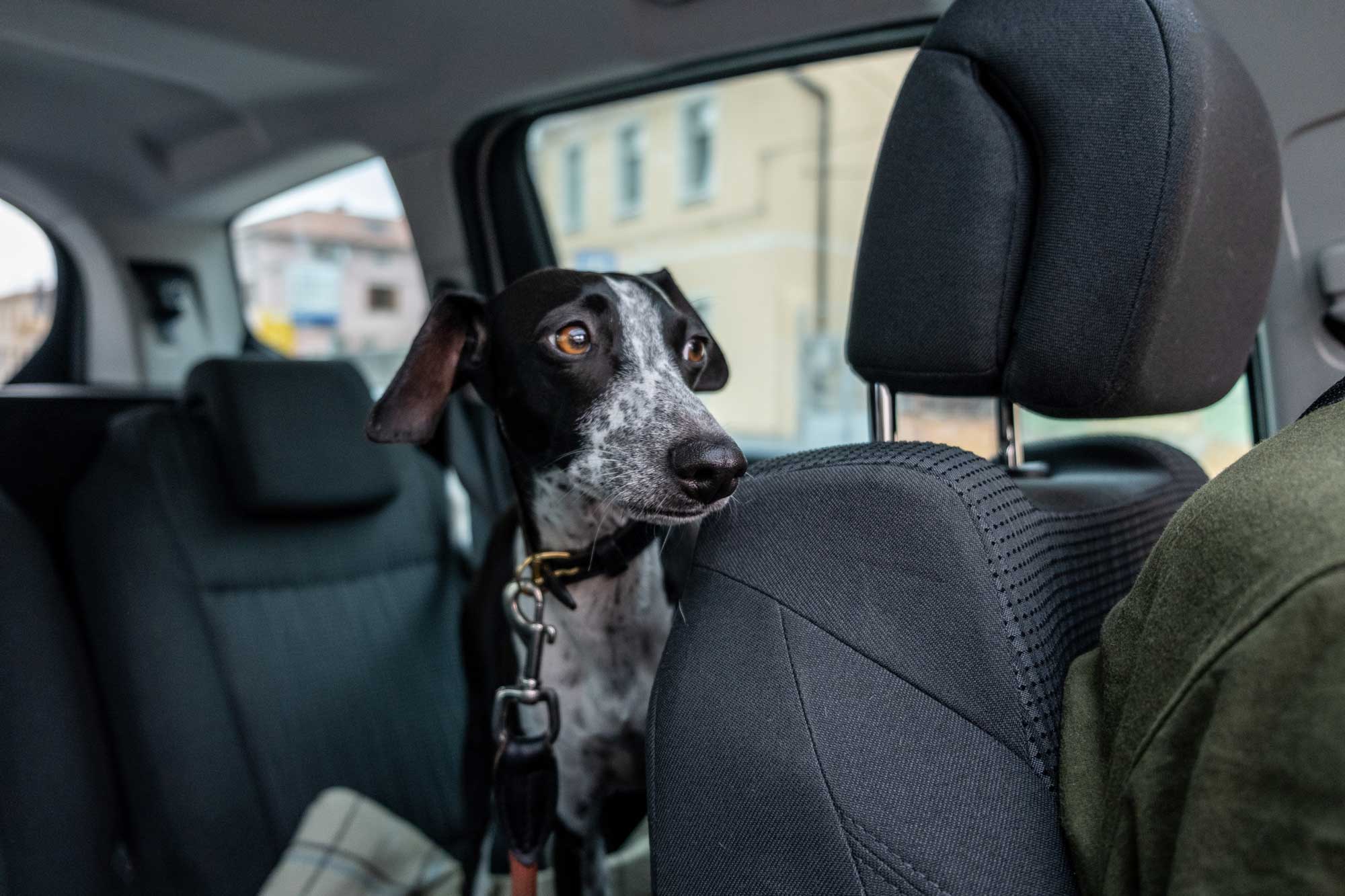 En hund i en bil
